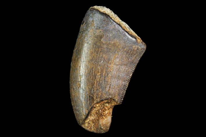 Serrated, Partial Tyrannosaur Tooth - Montana #111012